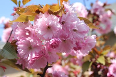 Prunus serrulata 'Kanzan' - višeň pilovitá - květ